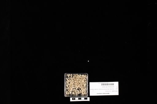 Agkistrodon contortrix