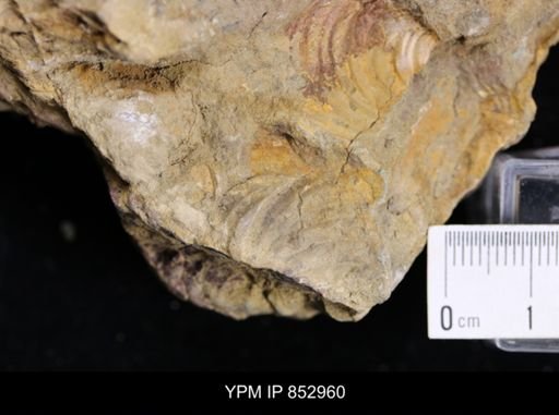 Inoceramus cf. acutiplicata