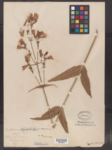 Penstemon digitalis