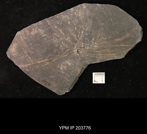 Calycanthocrinus decadactylus
