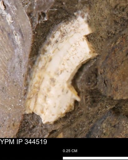 undet. Bivalvia