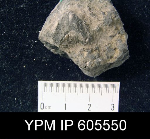Rhysostrophia sp.