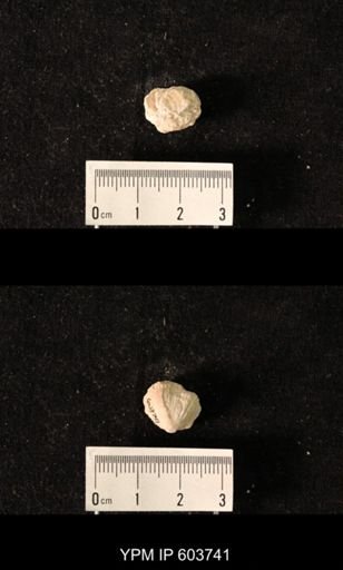 Productus sp.
