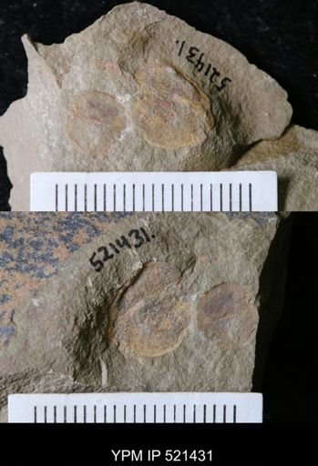 undet. Stylophora
