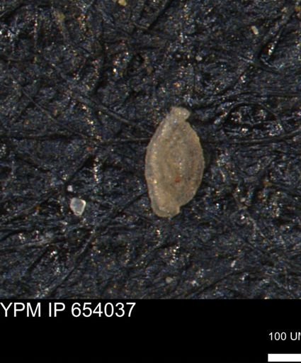 Miliammina manitobensis