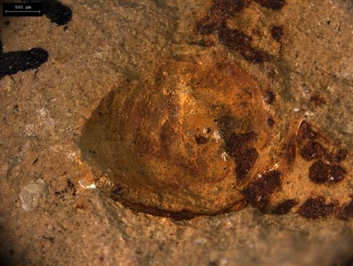 Estherites jocelynae