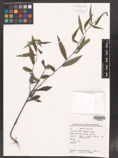 Solidago caesia