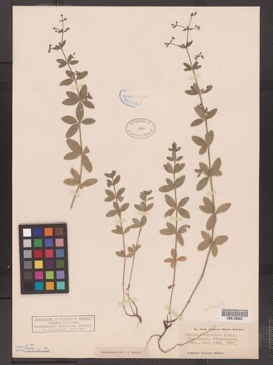 Galium pilosum