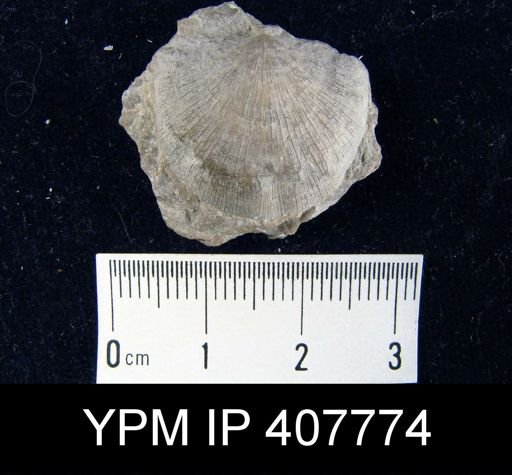 Brachyprion elegantula