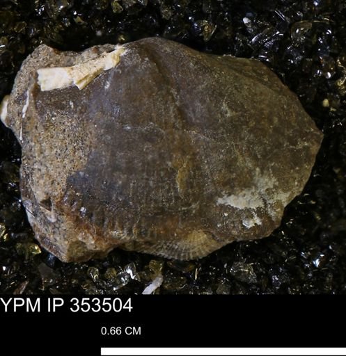 Parallelodon sp.