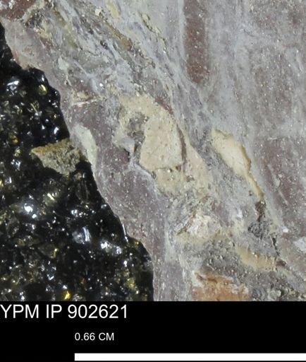 undet. Bivalvia