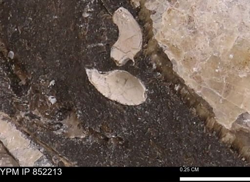 undet. Bivalvia