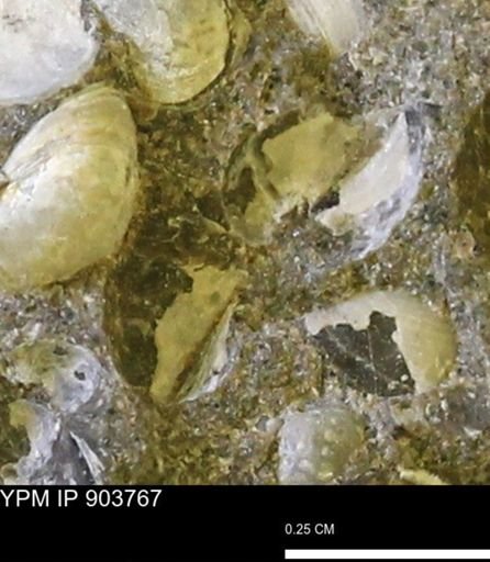 Corbulamella sp.