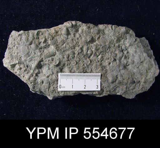 Hyattidina congesta junea