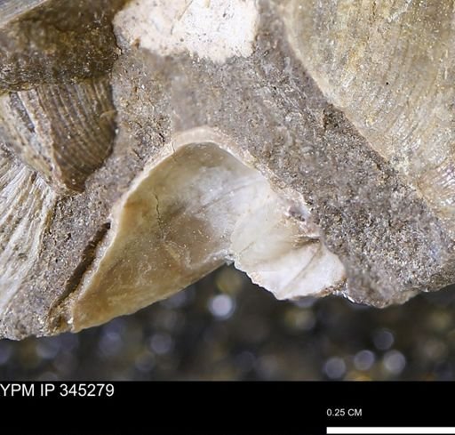 undet. Bivalvia