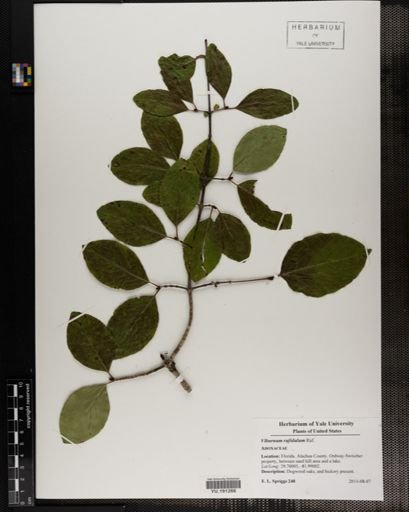 Plantae