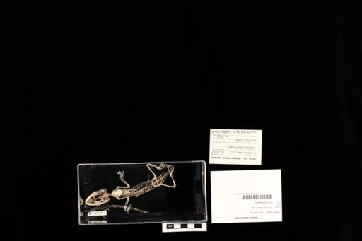 Gekko siamensis