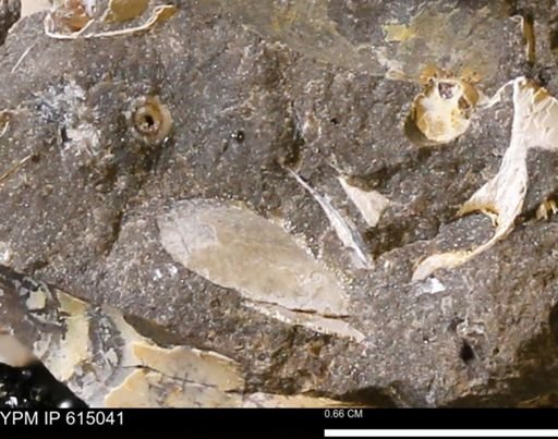 Baculites sp.