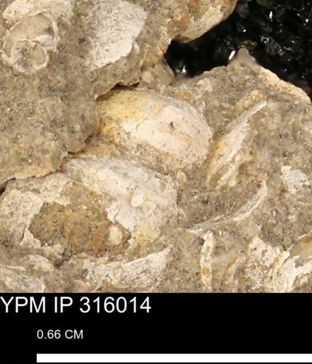 undet. Gastropoda