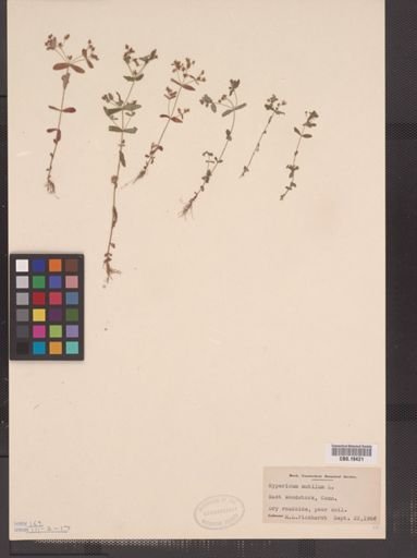 Hypericum mutilum