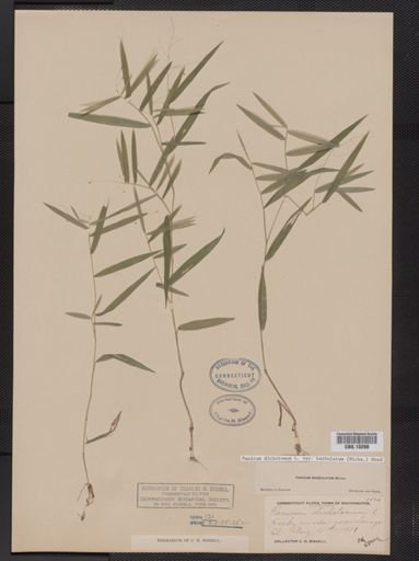 Panicum dichotomum