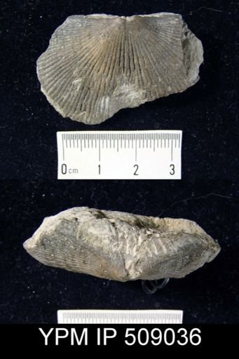 Hebertella sinuata?