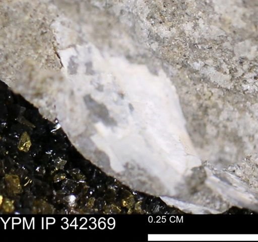 undet. Mollusca