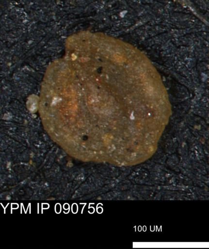 Glomospira reata