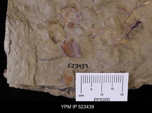 undet. Discinoidea