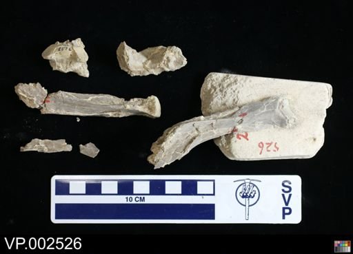 Pteranodon