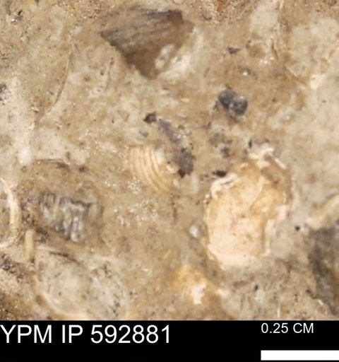 undet. Mollusca