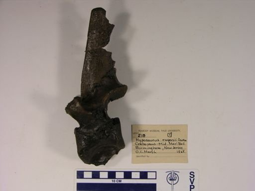 Hyposaurus rogersii