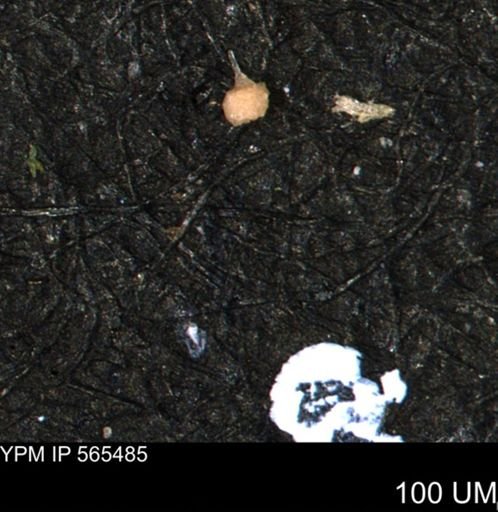 Clathrocyclas (Clathrocyclas) irrasa