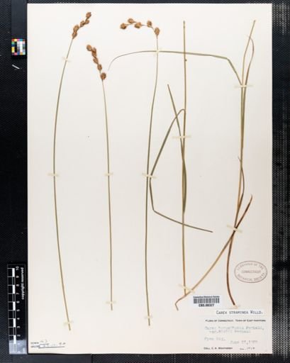 Carex straminea