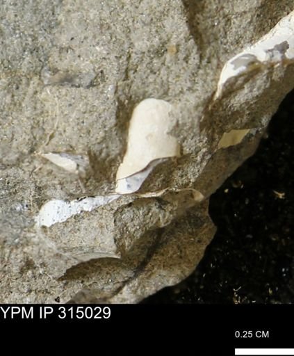 undet. Bivalvia