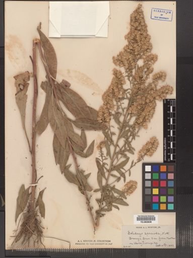 Solidago speciosa