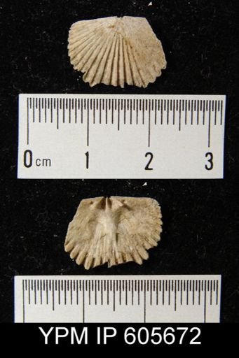 Hesperorthis tricenaria