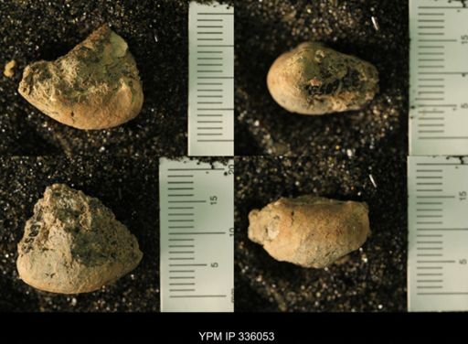 undet. Bivalvia