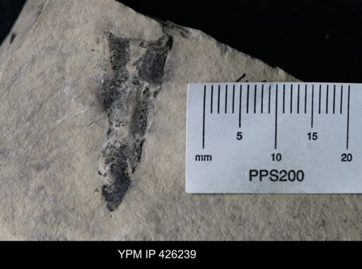 undet. Eurypterida