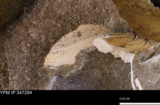 Limopsis striatopunctatus