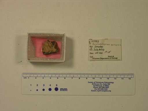 Archaeohyrax suniensis