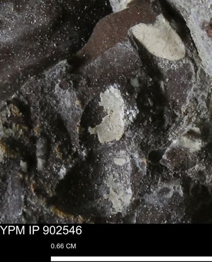 undet. Bivalvia