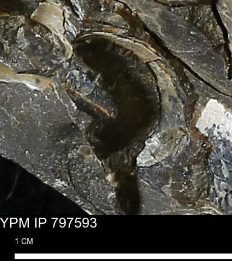 undet. Mollusca
