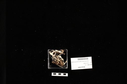 Xenopus laevis