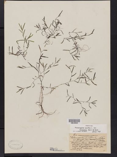 Potamogeton pusillus var. tenuifolius