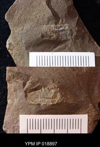 Anthracaris gracilis