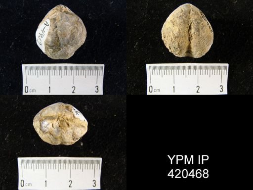 Athyris?