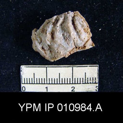 Meekella difficilis