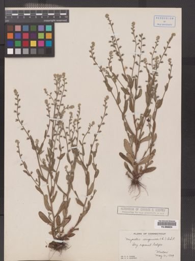 Myosotis virginica