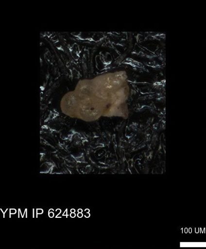 undet. Heterohelicidae